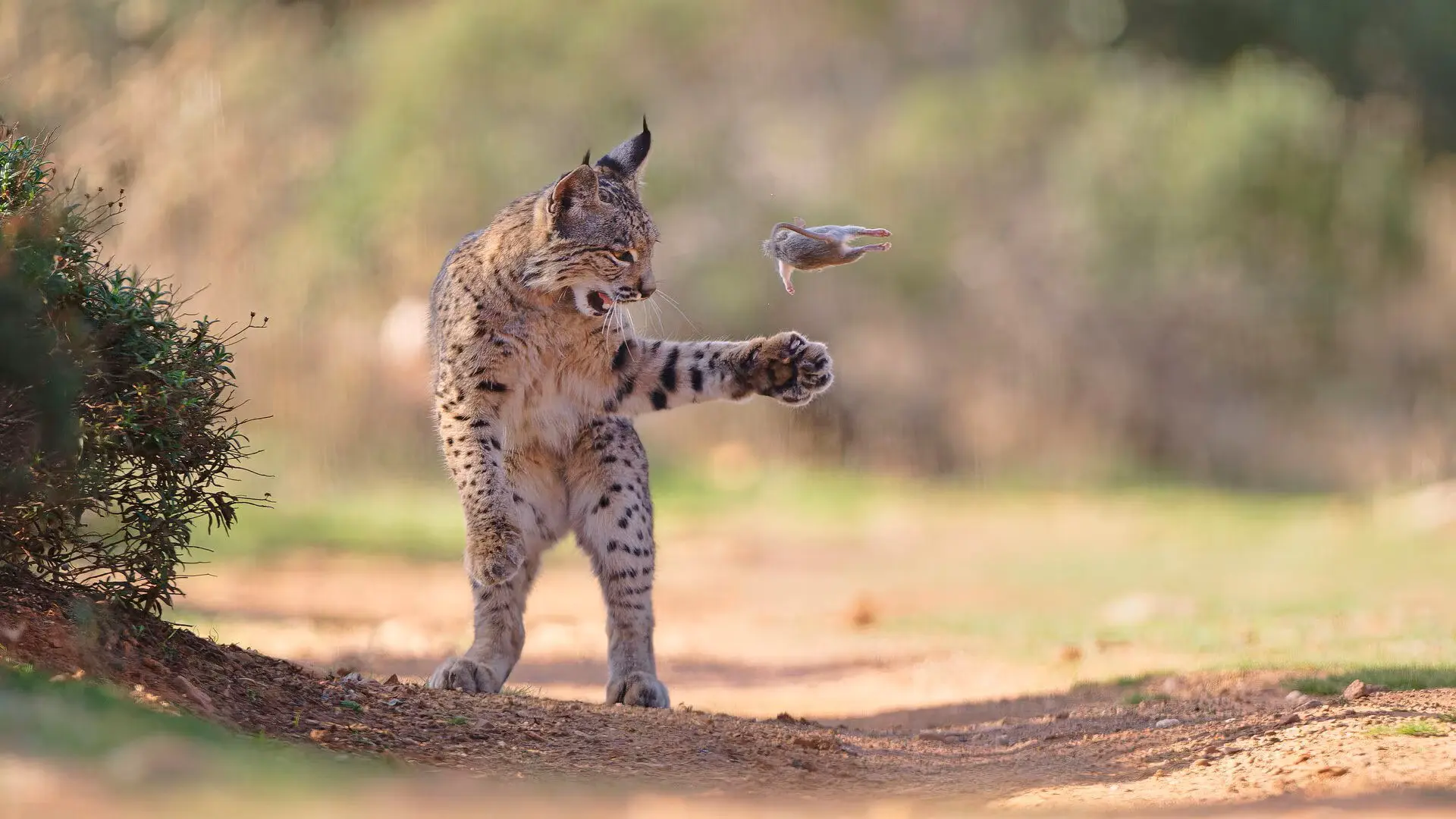 «Оскар» для фотографа дикой природы впервые за 15 лет уехал в Австрию